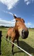 Companion warmblood gelding needing loving home