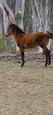 Horses for good home (photo 2)