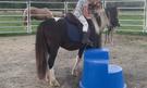 Stunning rising 2yo Gypsy Cob x Welsh pony (photo 2)