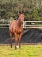 Gorgeous Irish Thoroughbred Gelding (photo 3)