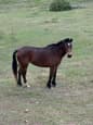 Bay brumby mare (photo 1)