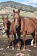 Unregistered Quarter Horse Colt (Cheeto) (photo 3)