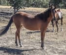 Project Pony (photo 3)