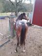 Bay Palouse colt, part bred Welsh (photo 2)
