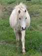 Palomino Welsh Mountain Pony Filly (photo 1)