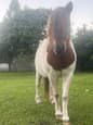 Mini Pony Mare (photo 2)