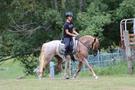 Large Welsh Pony Mare (photo 3)