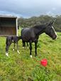 Warmblood broodmare (photo 2)