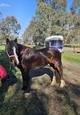 Clydesdale Cross Filly Horse (photo 1)