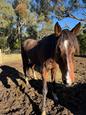 Marli 6 year old TB mare (photo 2)