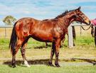 5% Shares in 3yr old QTIS Colt