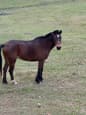 Bay brumby mare (photo 3)
