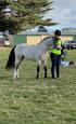 Welsh B Stallion at Stud (photo 1)