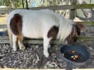 Mini Horses  2 females Mum and Daugher (photo 2)
