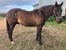 Acres of coal gelding, horse, pony, project (photo 3)