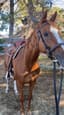 Beautiful chestnut mare (photo 2)
