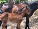 Free 2 Racehorse Broodmares (photo 3)