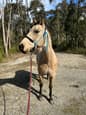 Buckskin Qh Mare (photo 2)