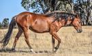 Project Pony (photo 1)