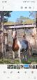 Gypsy cob x (photo 1)