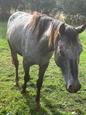 Appaloosa gelding (photo 3)