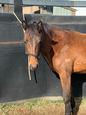 Registered rising 2 year old stock horse (photo 3)