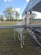 Palomino Pinto Filly