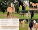 Haflinger Filly - rising 3