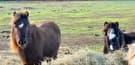 Miniature and small horse - stud dispersal priced $600-$1500 (photo 3)