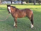 Welsh A Gelding, 3yr rising 4 (photo 3)
