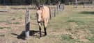 Buckskin qhx mare (photo 2)