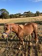 Small welsh mountain childs pony (photo 3)