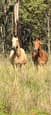 Wild Brumbies/ Horses for sale (photo 2)