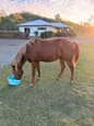 14hh Quater Horse Colt (photo 1)