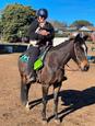 Stock horse gelding (NEGOTIABLE) (photo 2)