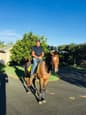 Harley, quiet ,safe ,Gelding (photo 3)