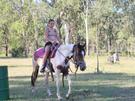 Horses & Projects for Sale (photo 1)