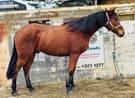 Stb gelding (photo 2)