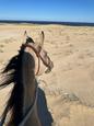 Buckskin Qh Mare (photo 1)