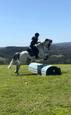 Athletic paint gelding (photo 1)