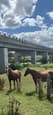 Thoroughbred maresx2 for sale (photo 1)