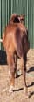 Appaloosa Filly Pipper (photo 3)