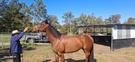 ThoroughBred Racehorse.  Skinny Jeans (photo 1)