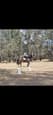 Clydesdale Cross Filly Horse (photo 2)