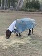 Standardbred and miniature pony (photo 2)