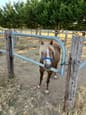 Small welsh mountain childs pony (photo 2)