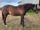 Acres of coal gelding, horse, pony, project (photo 1)