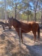 16 year old Quarter Horse gelding 15hh suit Confident Beginner (photo 2)
