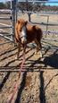 7 month old welsh colt (photo 2)