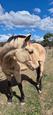 Buckskin qhx mare (photo 1)